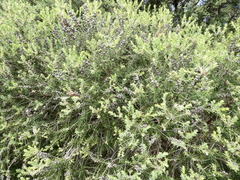Melaleuca halmaturorum