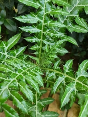 Galactites tomentosus