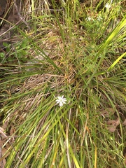Stellaria angustifolia