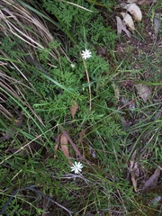 Stellaria angustifolia
