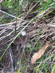 Stellaria angustifolia