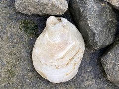 Crassostrea virginica