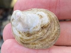 Crassostrea virginica