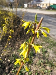 Forsythia viridissima