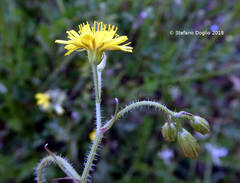 Crepis neglecta