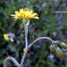 Crepis neglecta - Photo (c) Stefano Doglio, some rights reserved (CC BY-NC), uploaded by Stefano Doglio