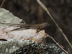 Sceloporus slevini