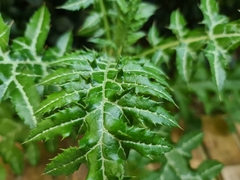 Galactites tomentosus