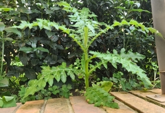 Galactites tomentosus