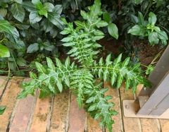 Galactites tomentosus