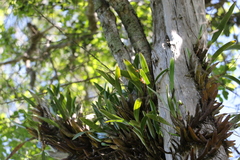 Dendrobium monophyllum