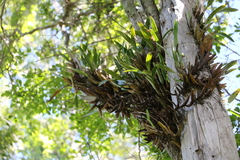 Dendrobium monophyllum