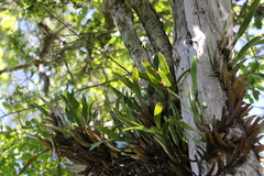 Dendrobium monophyllum
