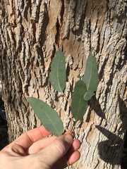 Eucalyptus rudis