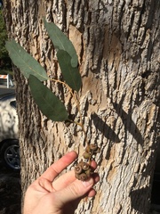Eucalyptus rudis