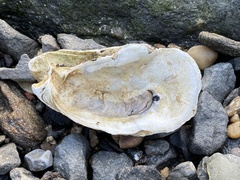 Crassostrea virginica