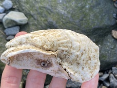 Crassostrea virginica