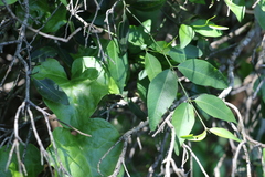 Secamone elliptica
