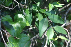 Secamone elliptica