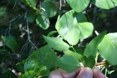 Secamone elliptica