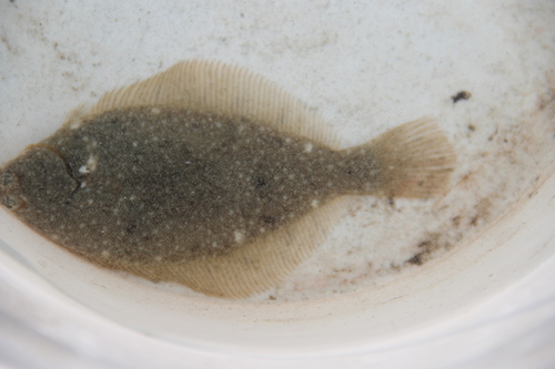 Pseudopleuronectes americanus