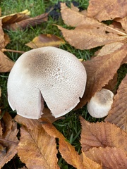 Agaricus hondensis