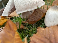 Agaricus hondensis