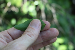 Secamone elliptica