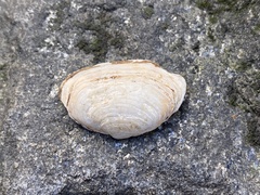Mya arenaria