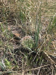 Opuntia polyacantha polyacantha