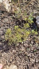 Paronychia lindheimeri