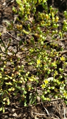 Paronychia lindheimeri