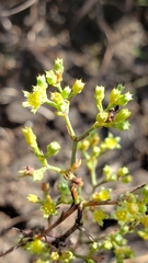 Paronychia lindheimeri