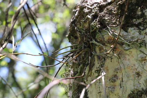 Image of Dendrobium bowmanii by (c) Greg Tasney, some rights reserved (CC BY-SA)