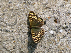 Pararge aegeria