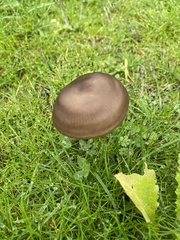 Panaeolus foenisecii