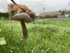 Panaeolus foenisecii