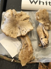 Tricholoma pardinum