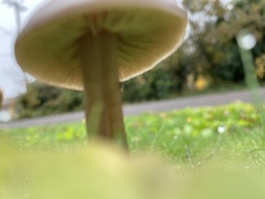 Panaeolus foenisecii