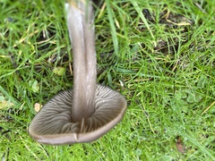 Panaeolus foenisecii