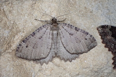 Triphosa