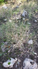 Panicum hallii hallii