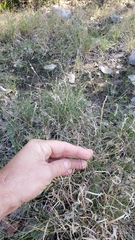 Panicum hallii hallii