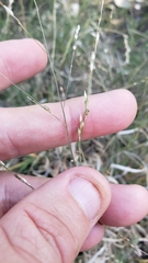 Panicum hallii hallii