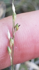 Panicum hallii hallii