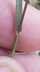 Panicum hallii hallii