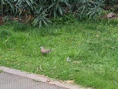 Streptopelia decaocto