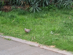 Streptopelia decaocto