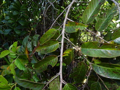 Emmotum fagifolium