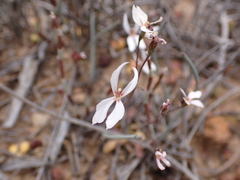 Stylidium petiolare